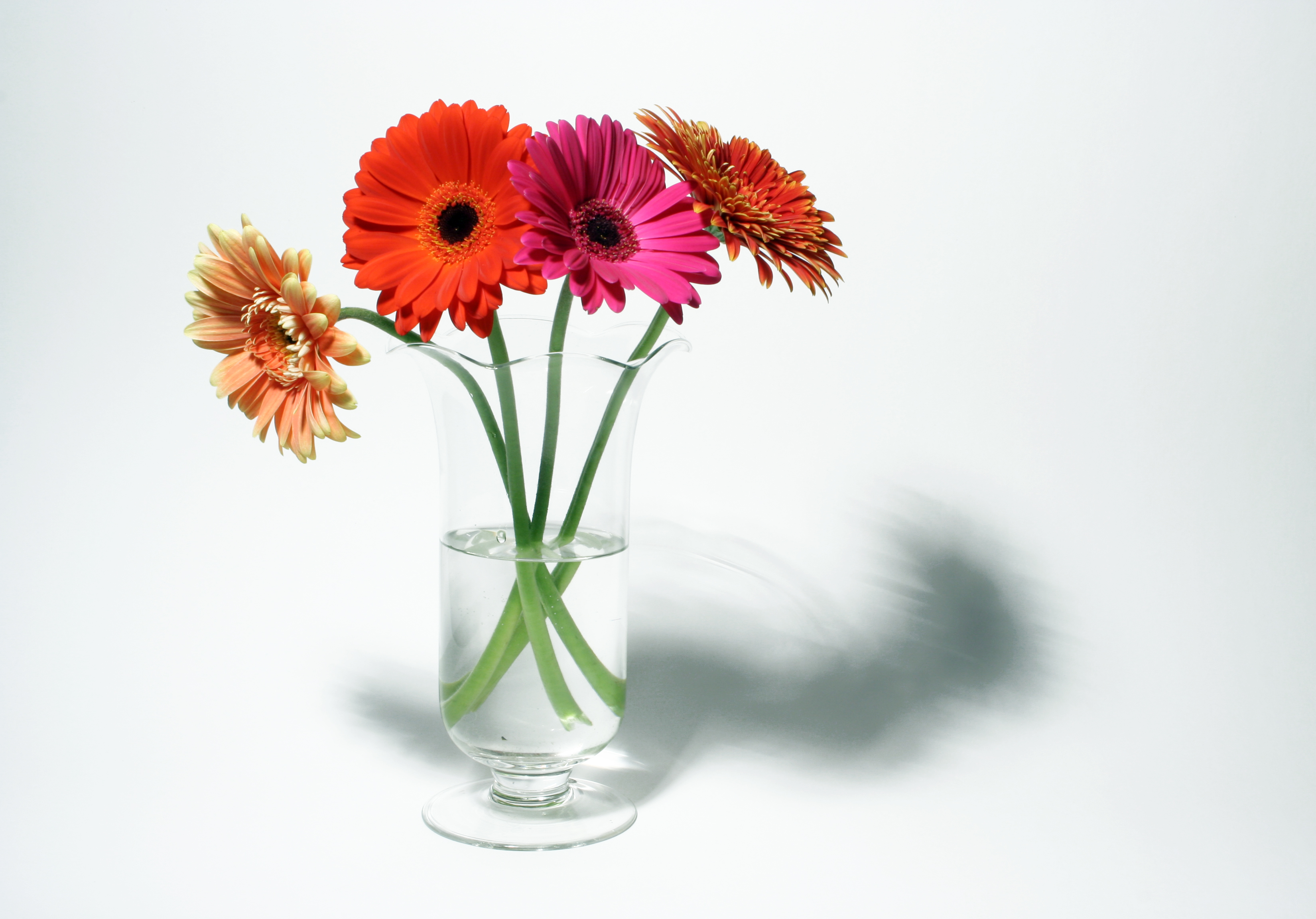 How To Create A Gerbera Daisy Bouquet Flower Press