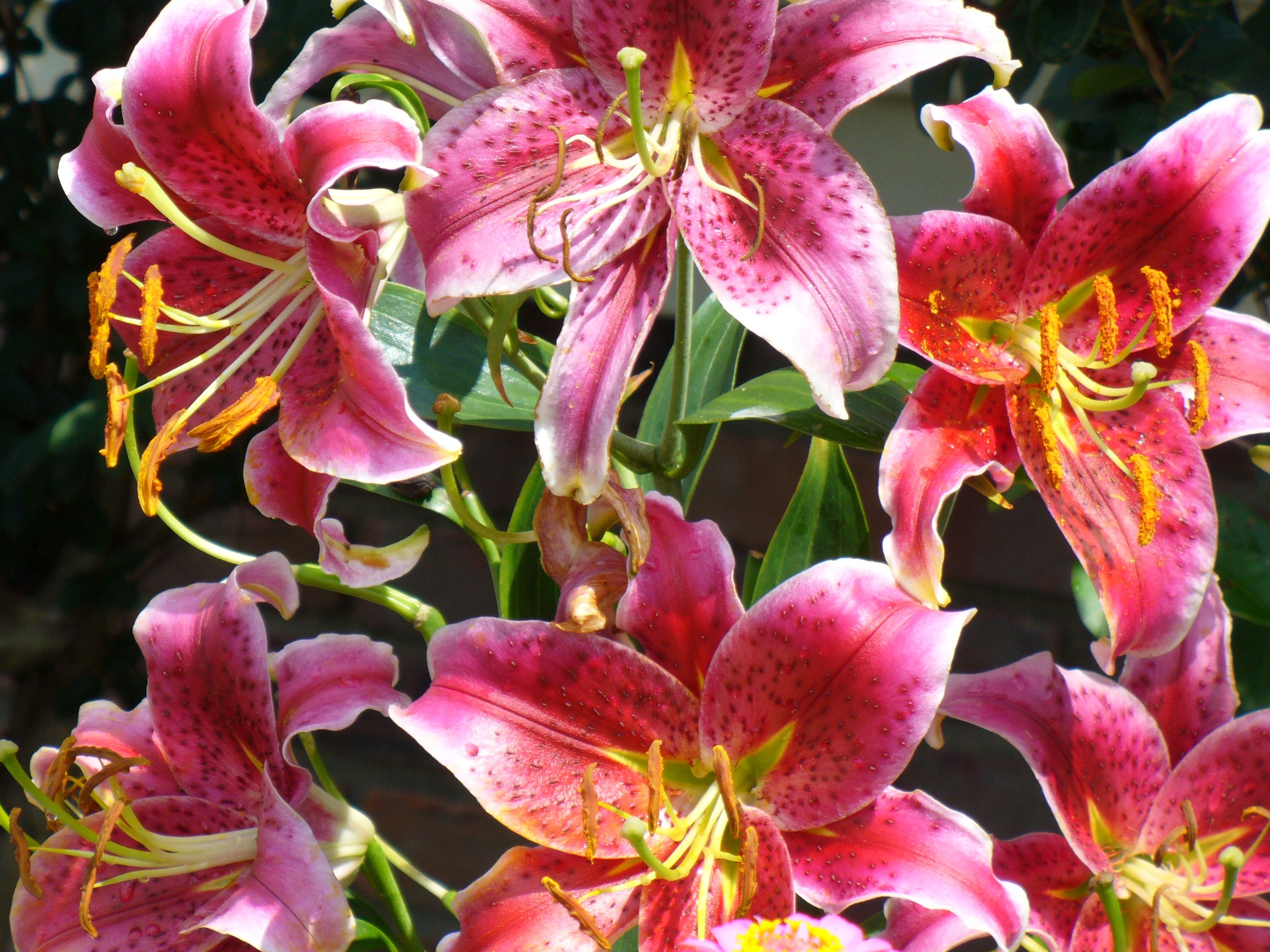 What Does A Stargazer Lily Look Like