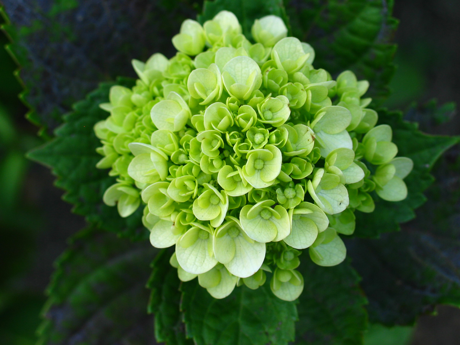 Tips for creating a green flower arrangement - Flower Press