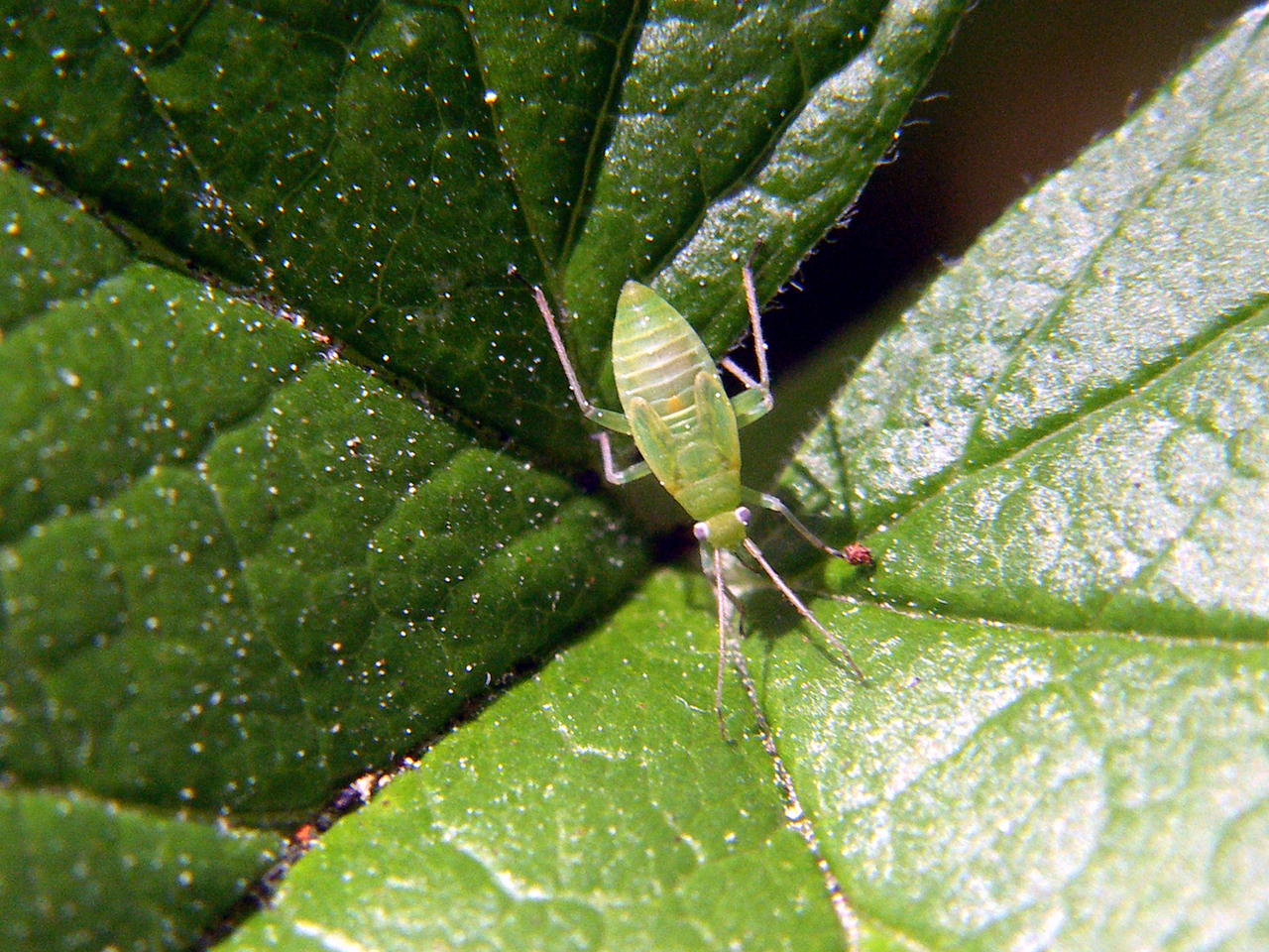 Get rid of bugs on your plants - Flower Press