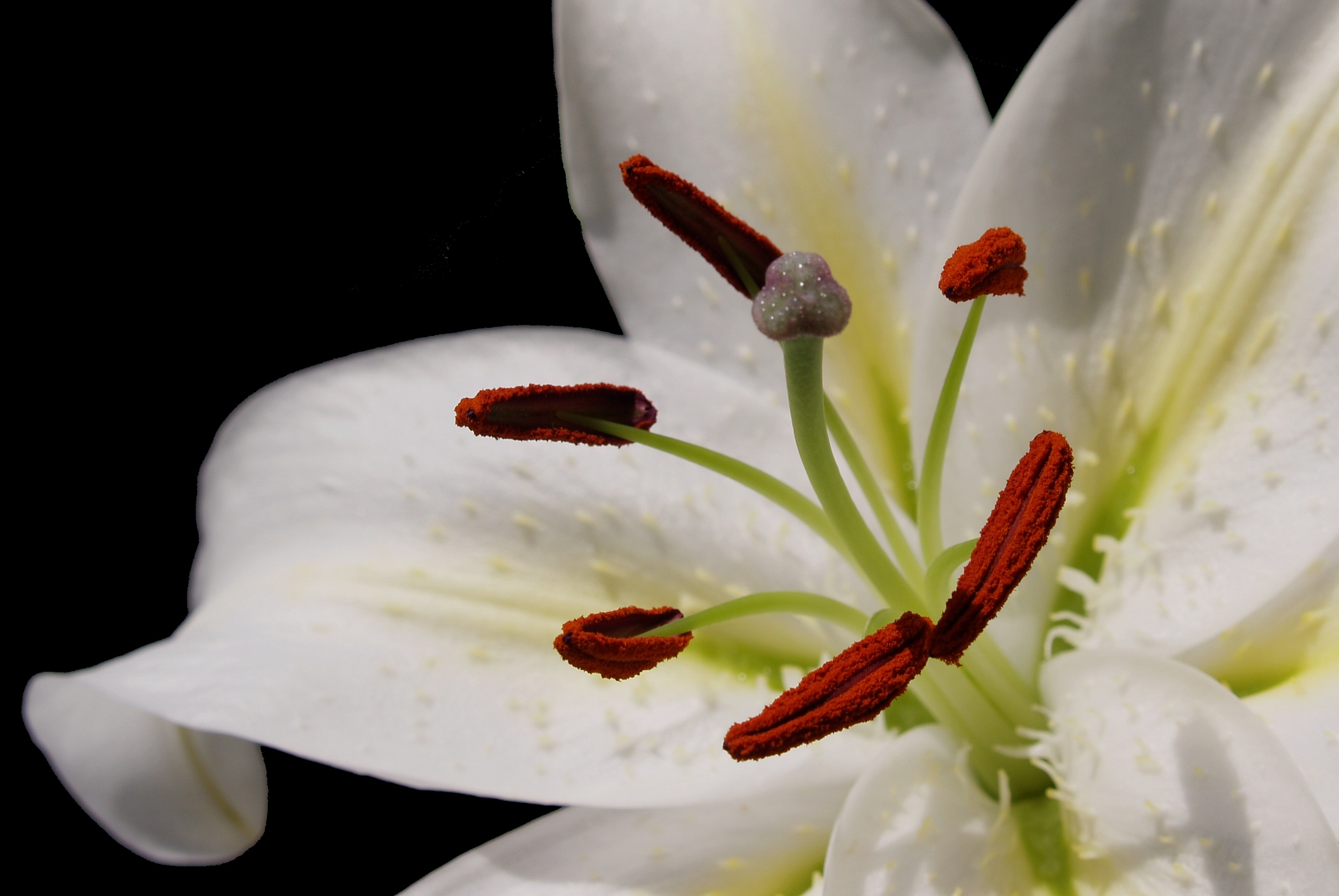 About the beautiful Casa Blanca Lily - Flower Press