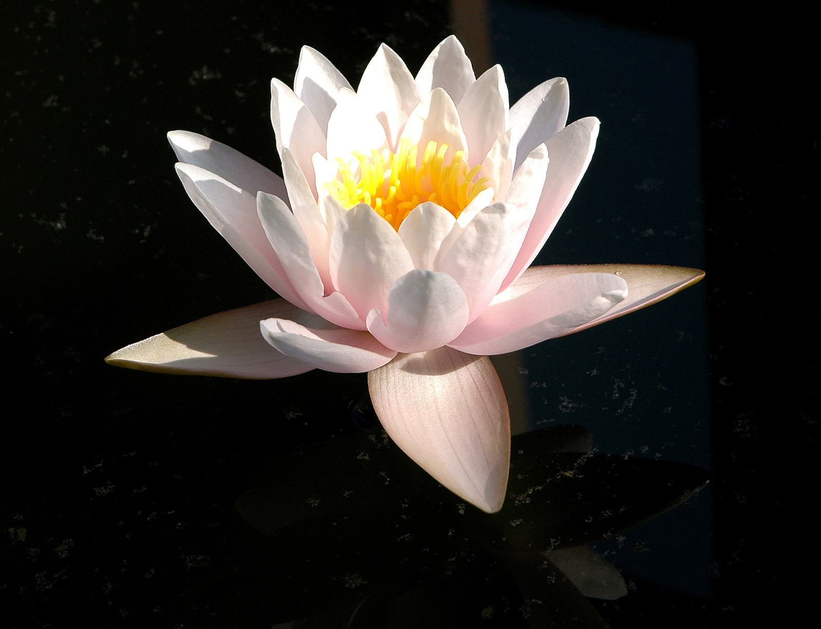 https://blog.prestigeflowers.co.uk/wp-content/uploads/sites/2/2018/05/lovely-lotus-1193670-1599x1224.jpg