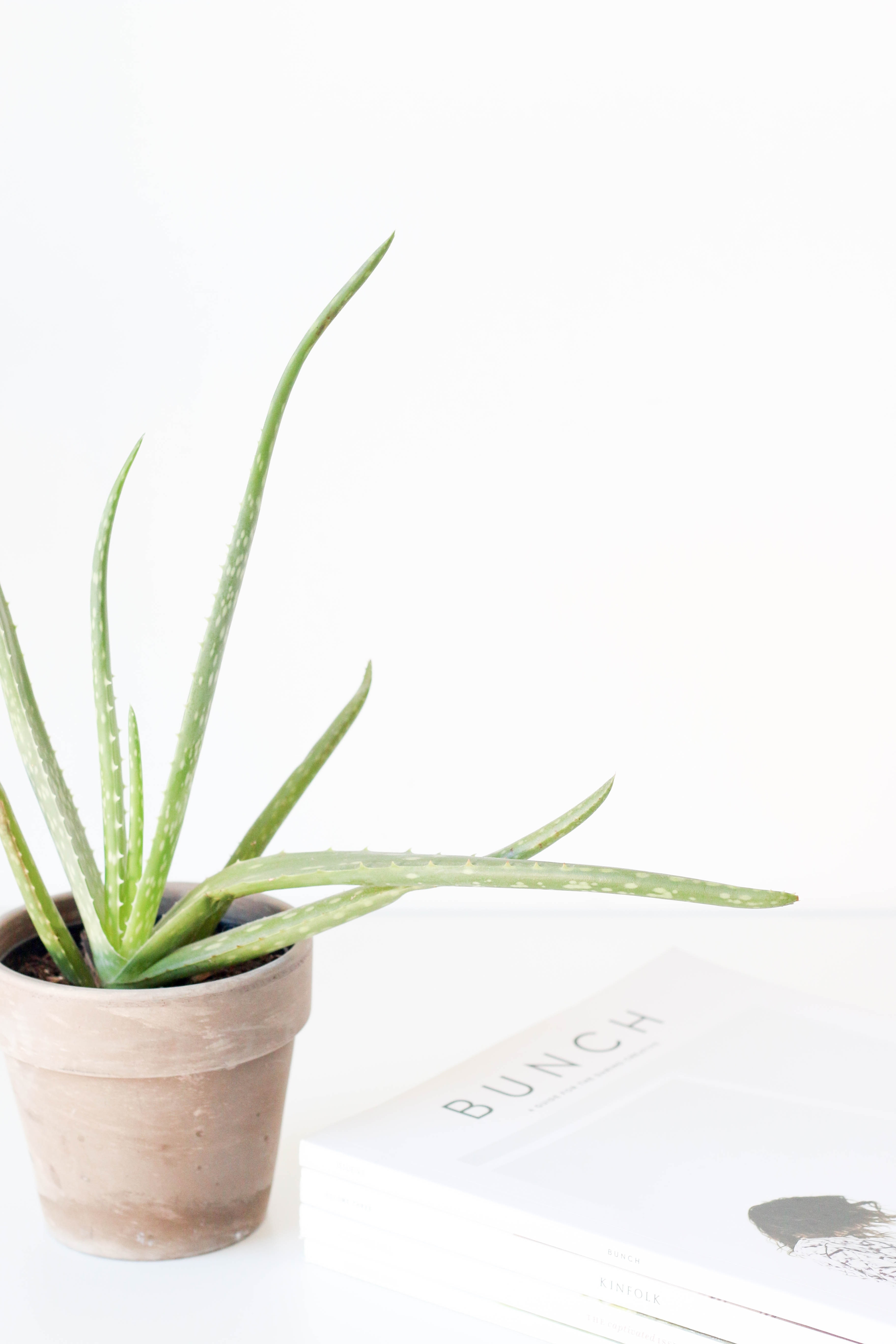 The Benefits Of Eating Aloe Vera Flower Press