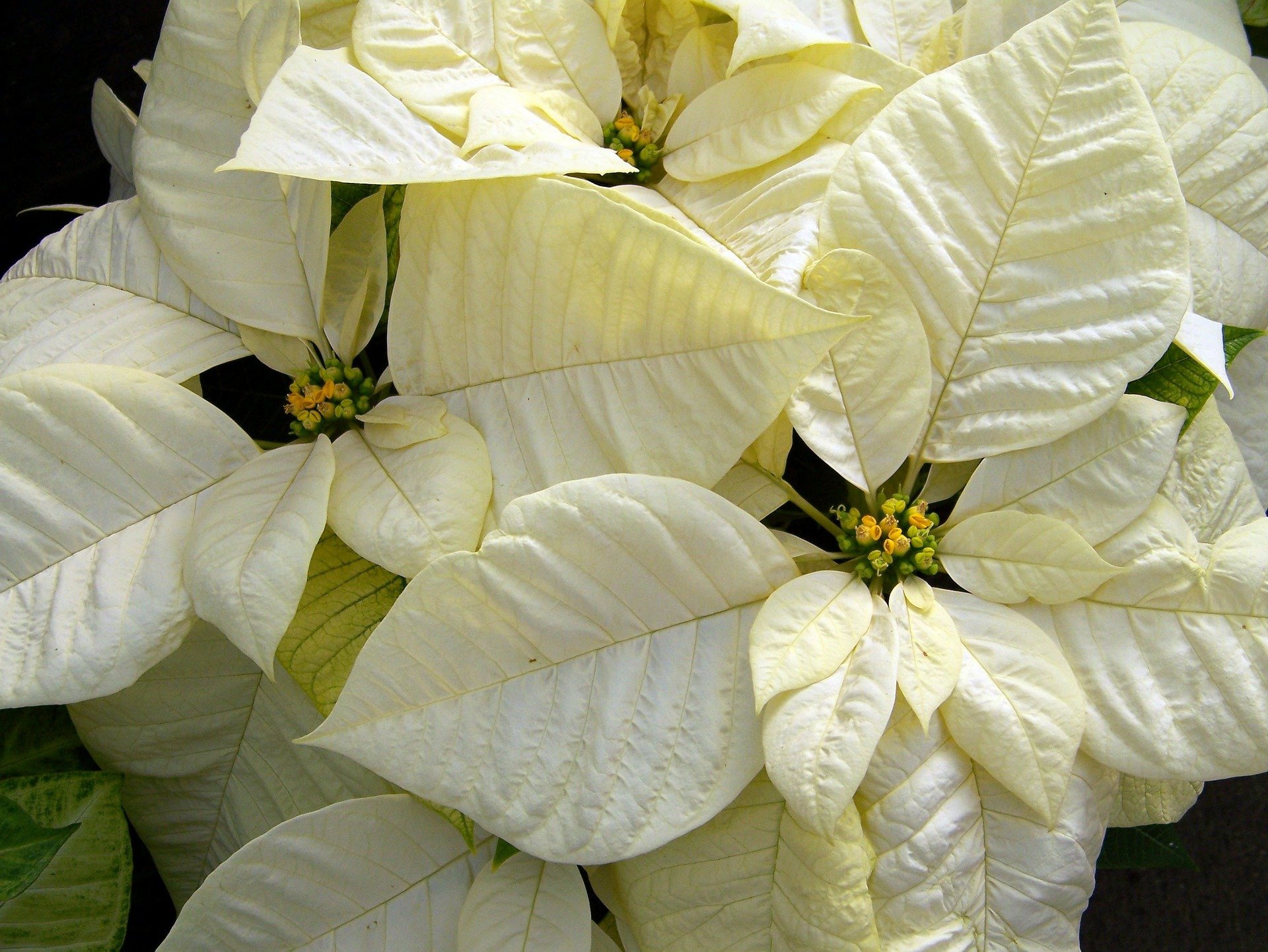 white-poinsettias-and-why-they-make-lovely-gifts-flower-press